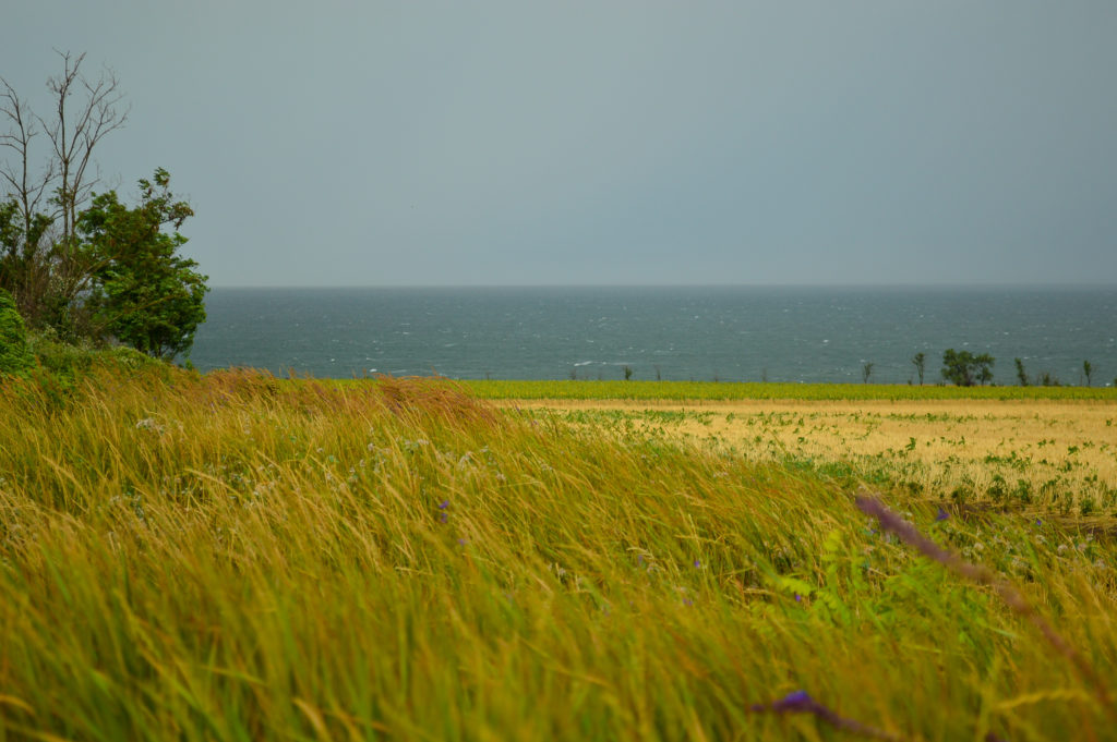 SEA and FIELD