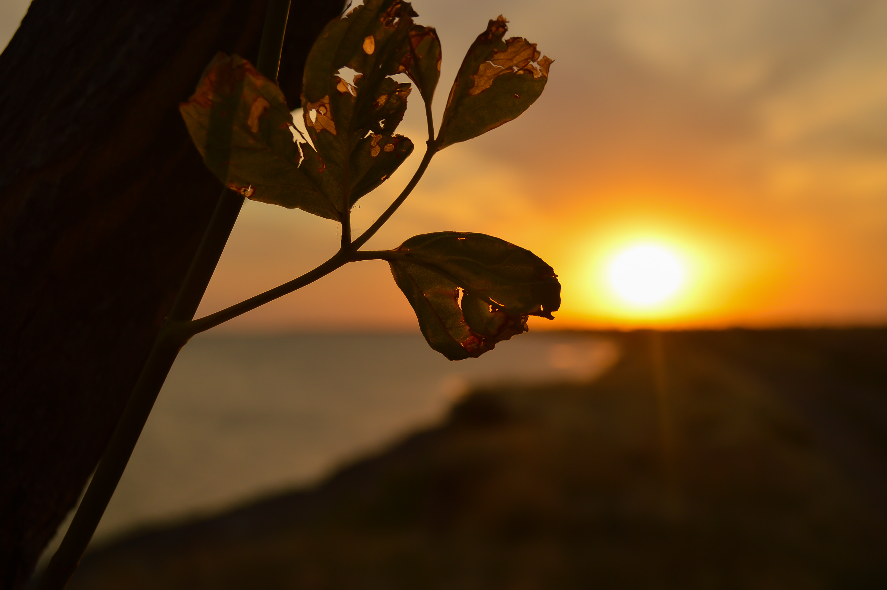 Leave and sunset